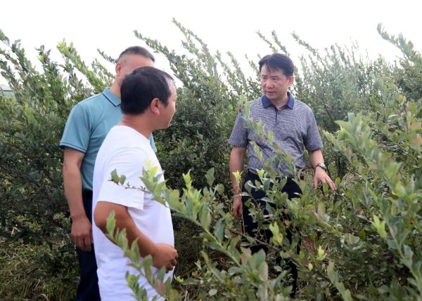 丁雄军了解蓝莓基地建设情况